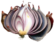 Layers of Onion